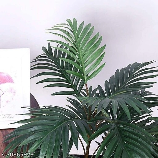 Areca Palm  - Height 3ft