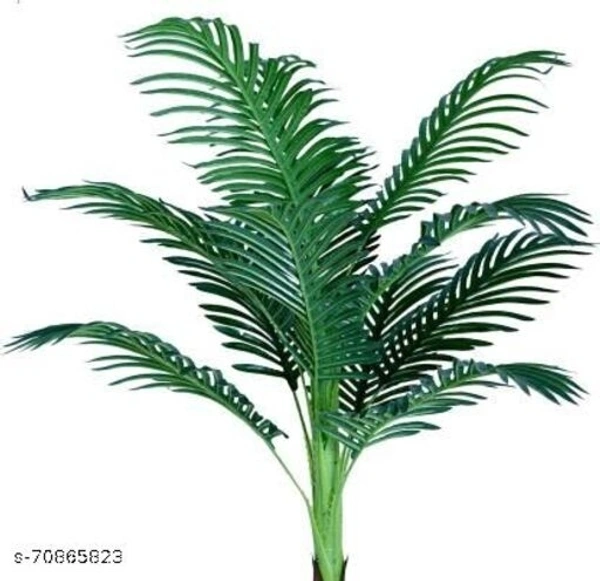 Areca Palm  - Height 4ft