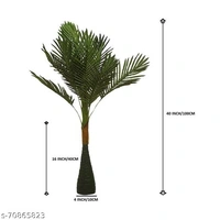 Areca Palm  - Height 4ft