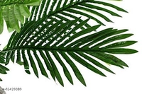 Areca Palm  - Height 4ft