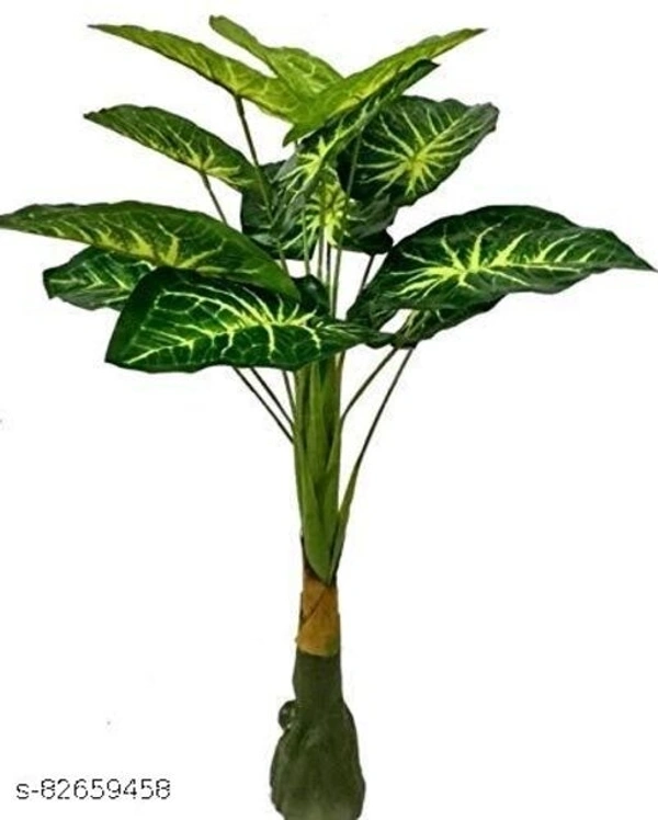 Dragon Palm - Height 4ft