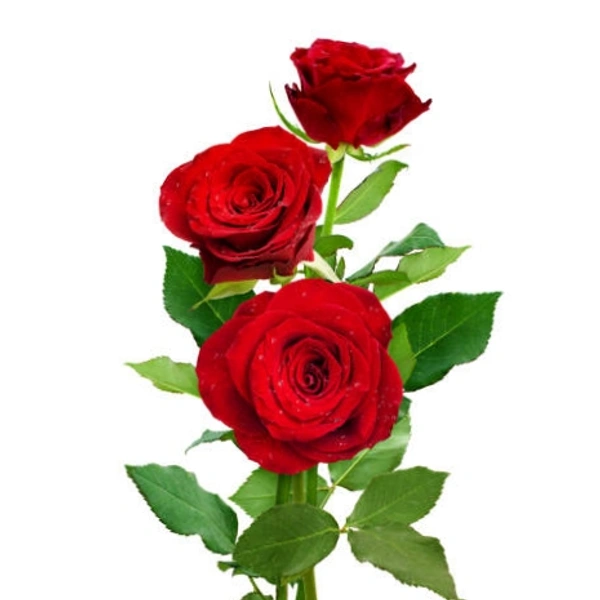 Rose Stick  - Small