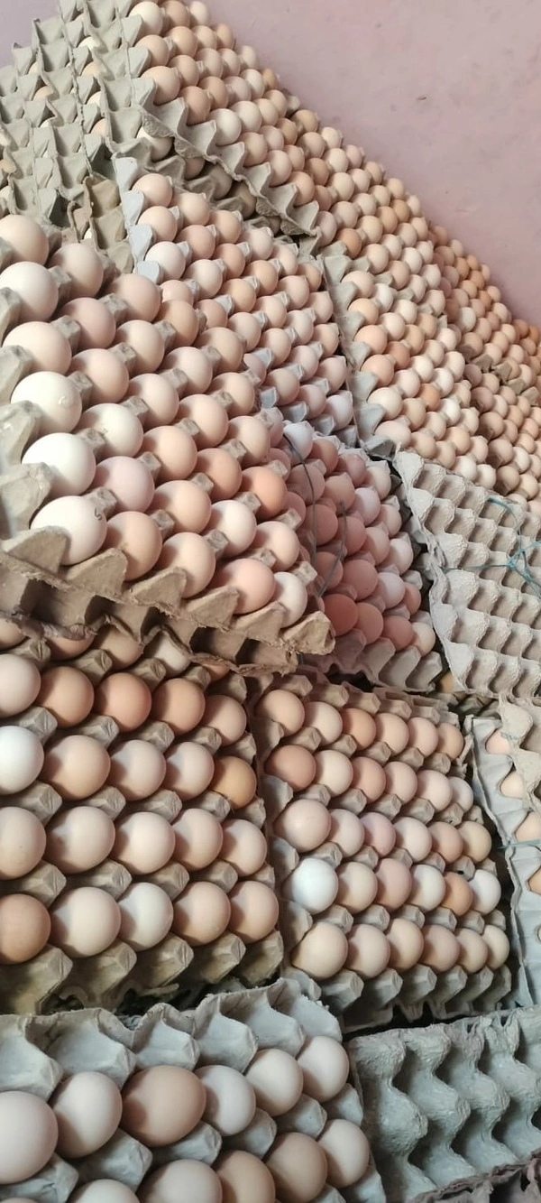 COUNTRY EGGS FREE RANG Each Eggs Rs. 7.20  (360 EGGS ,ONE BOX,12 TRAYS)