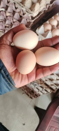 COUNTRY EGGS FREE RANG Each Eggs Rs. 7.20  (360 EGGS ,ONE BOX,12 TRAYS) - Salomie