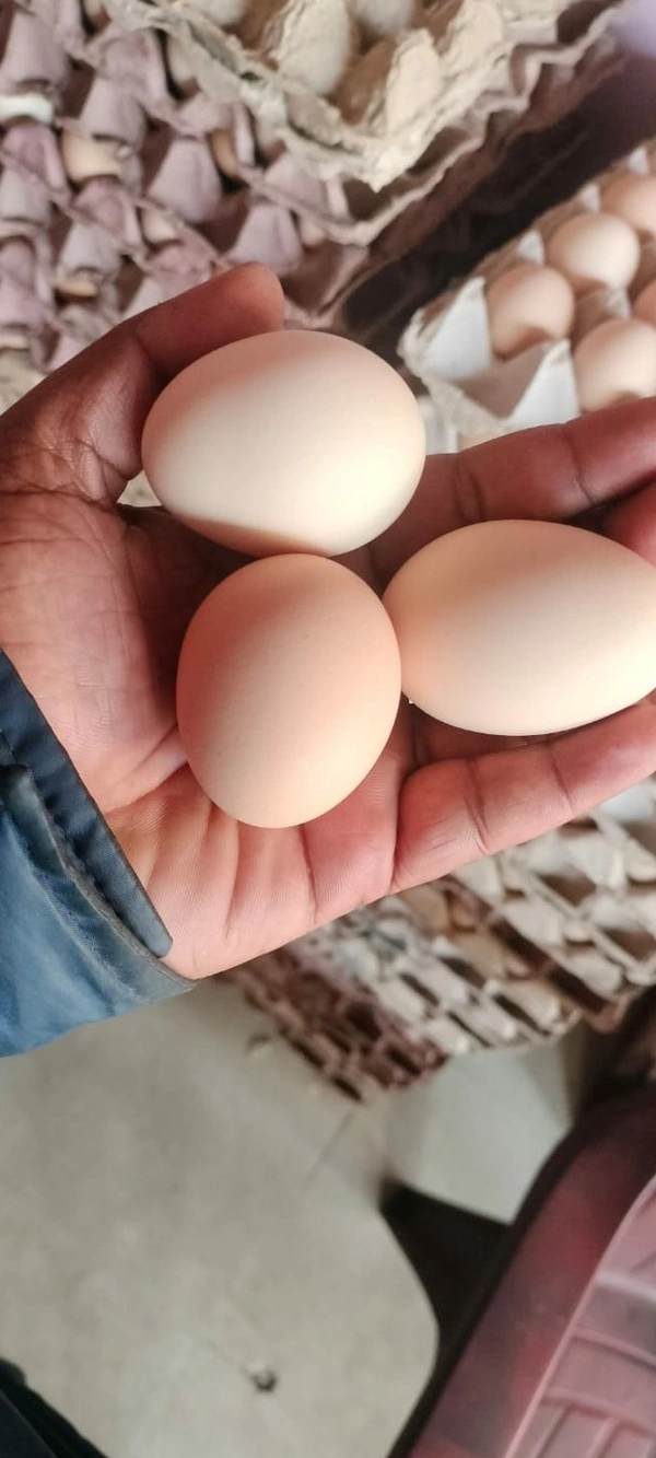 COUNTRY EGGS FREE RANG Each Eggs Rs. 7.20  (360 EGGS ,ONE BOX,12 TRAYS) - Salomie