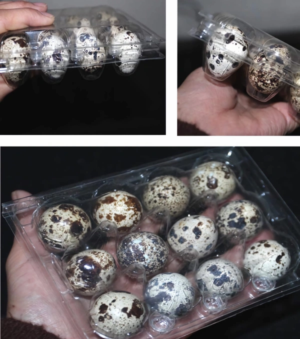 QUAIL EGGS POUCH PACK OR (12 PCS )