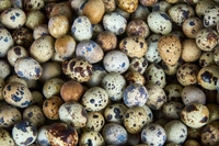 QUAIL EGGS POUCH PACK OR (12 PCS )