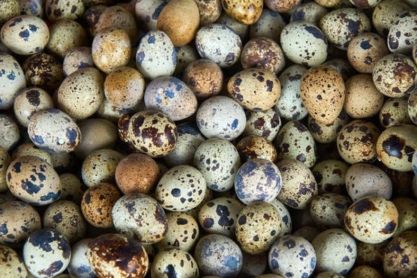 QUAIL EGGS POUCH PACK OR (12 PCS )