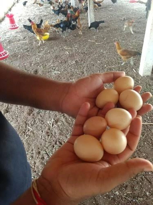 Country Eggs Free Range (6pcs) Pack