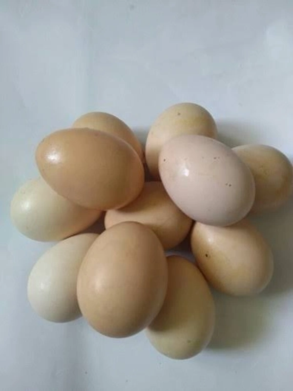 Country Eggs Free Range (6pcs) Pack