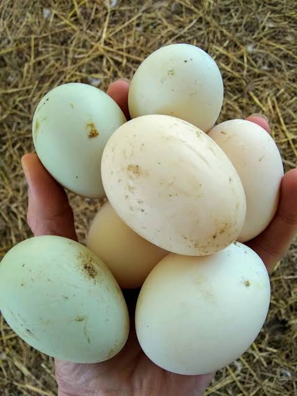 Duck Eggs 
