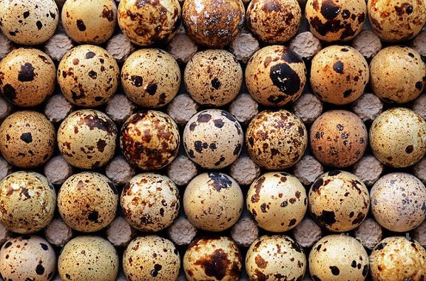 Quail Eggs 