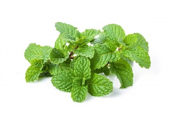 Ment Leaves (Pudina) - 100gm