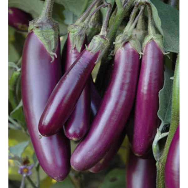 Brinjal 1kg 