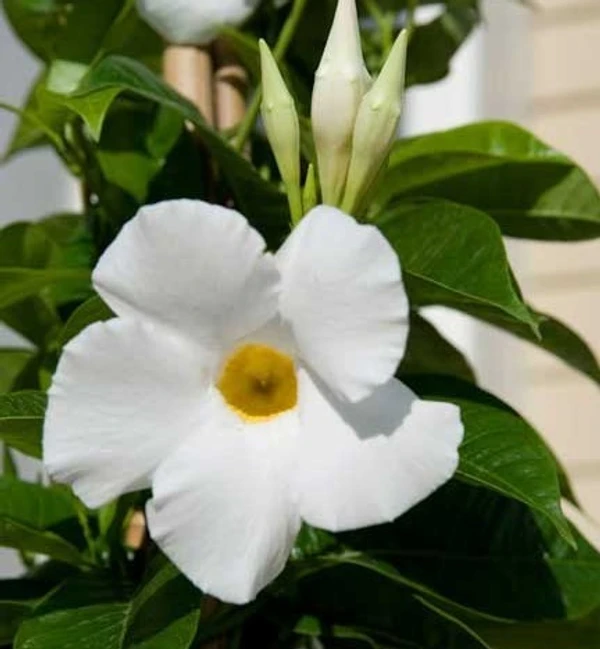 Mandevilla White (50 Pcs.)