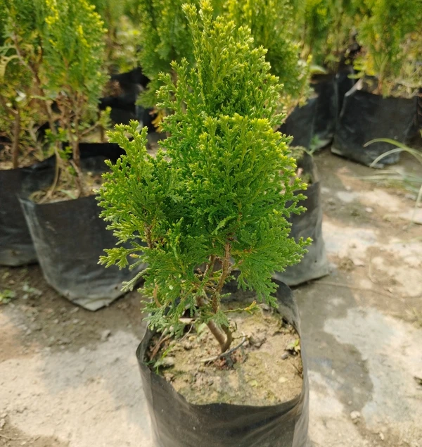 Thuja Plant (50 Pcs.)