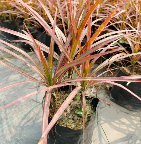 Dracaena Colorama Red (50 Pcs.)