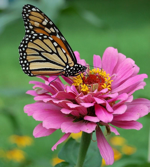 ZINNIA SEEDLING