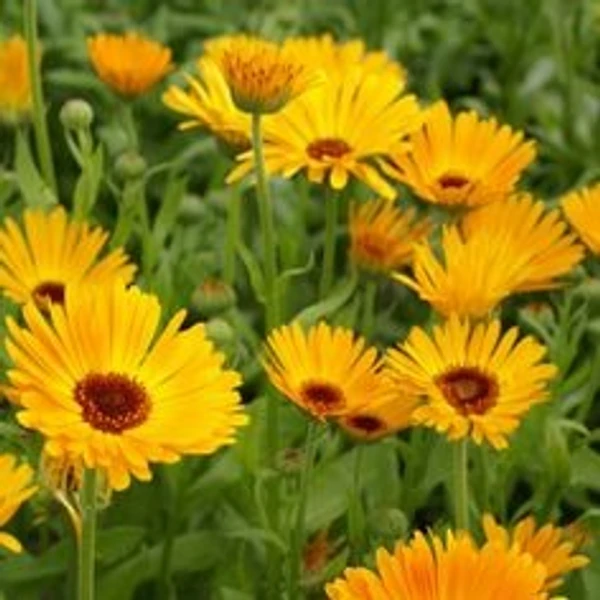 CALENDULA SEEDLING