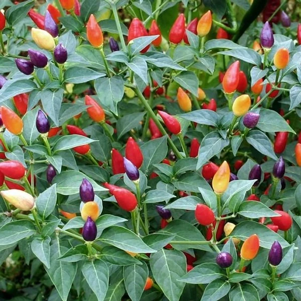 ORNAMENTAL CHILLI SEEDLING (200 Pcs.)