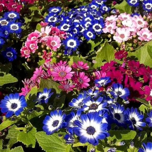 CINERARIA SEEDLING