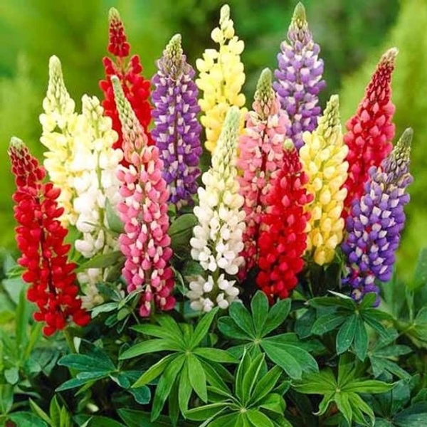 LUPIN SEEDLING