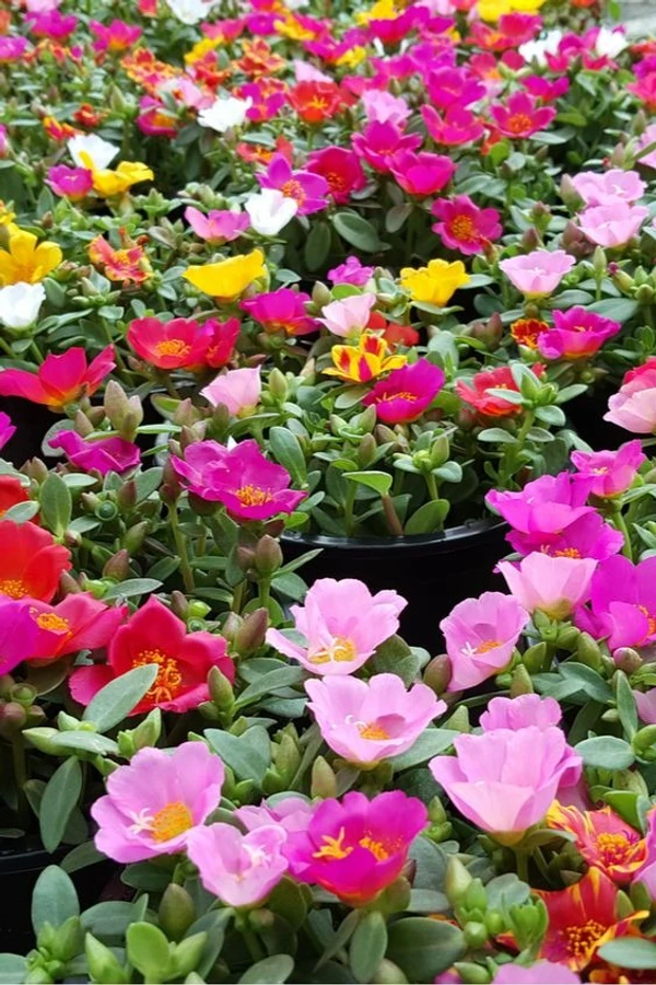 PORTULACA SAPLING  (200 Pcs.)