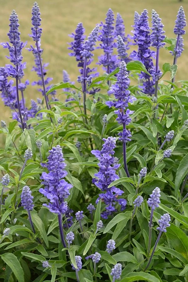 SALVIA SEEDLING