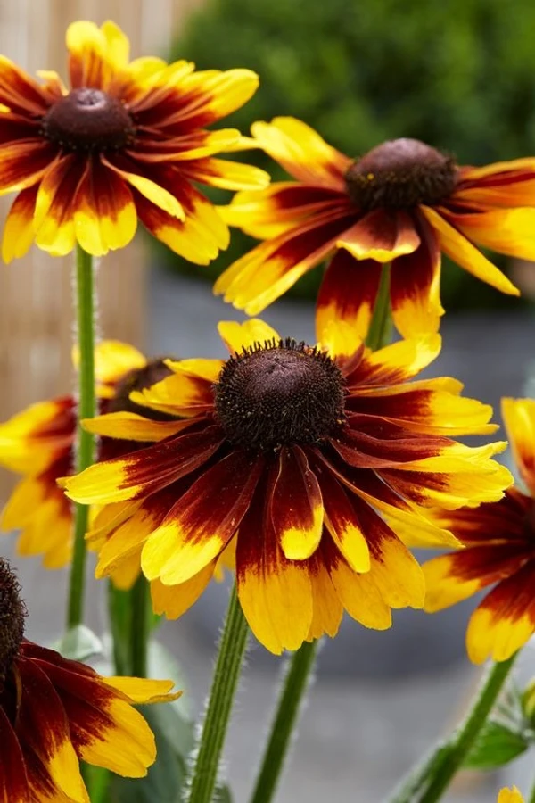 RUDBECKIA SEEDLING