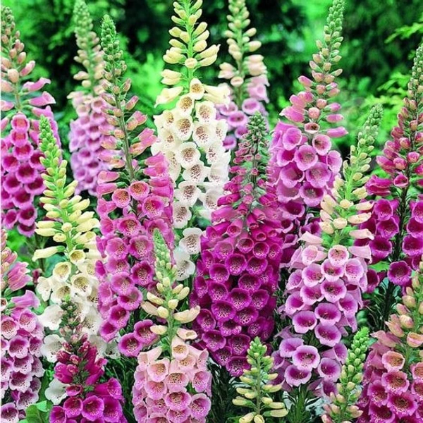 FOXGLOVE SEEDLING