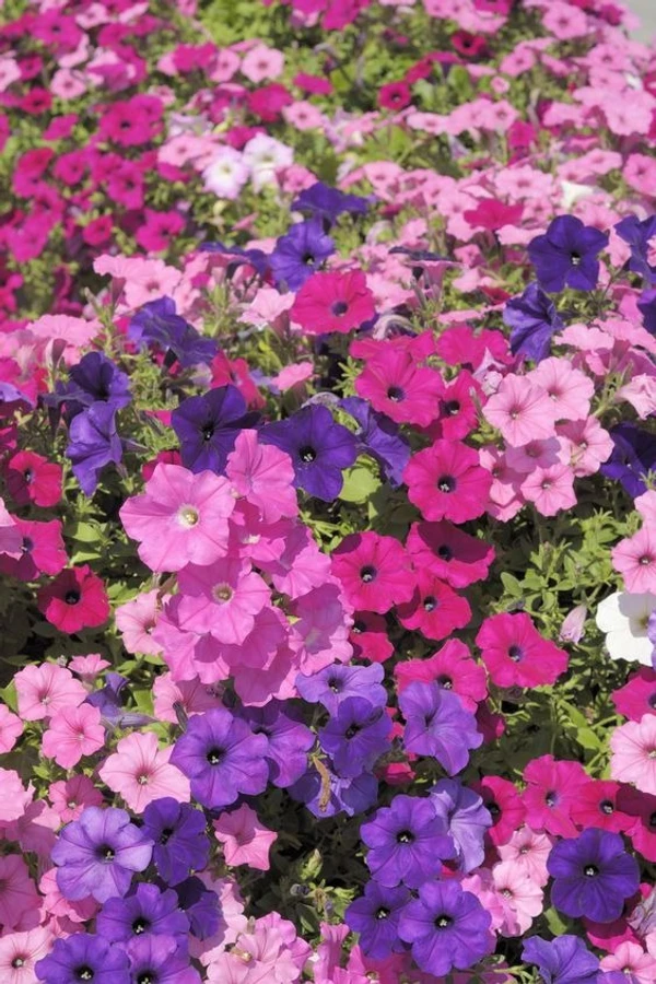 PETUNIA SEEDLING