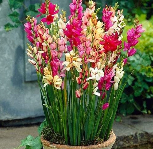 Ixia Bulb