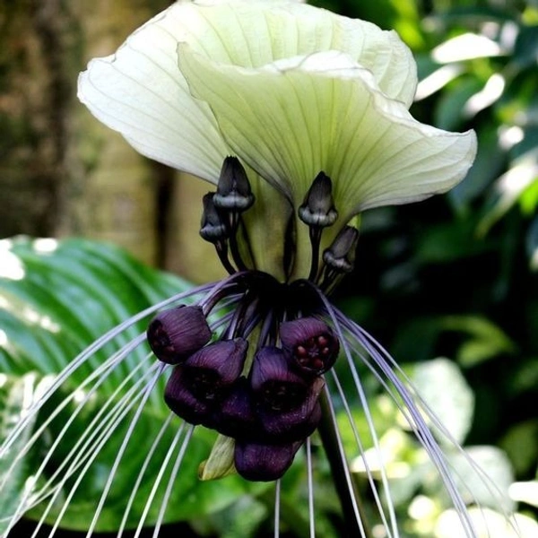 Tacca Bulb