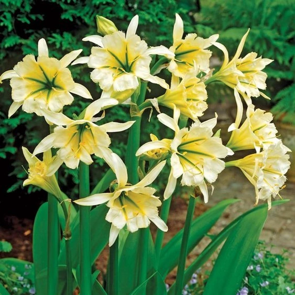 Hymenocallis Bulb