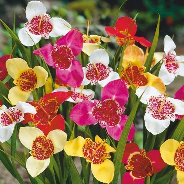 Tigridia Bulb