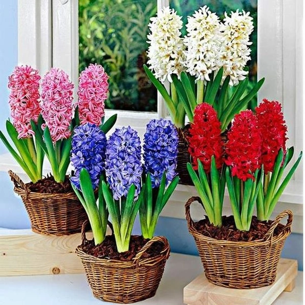 Hyacinth  Bulb