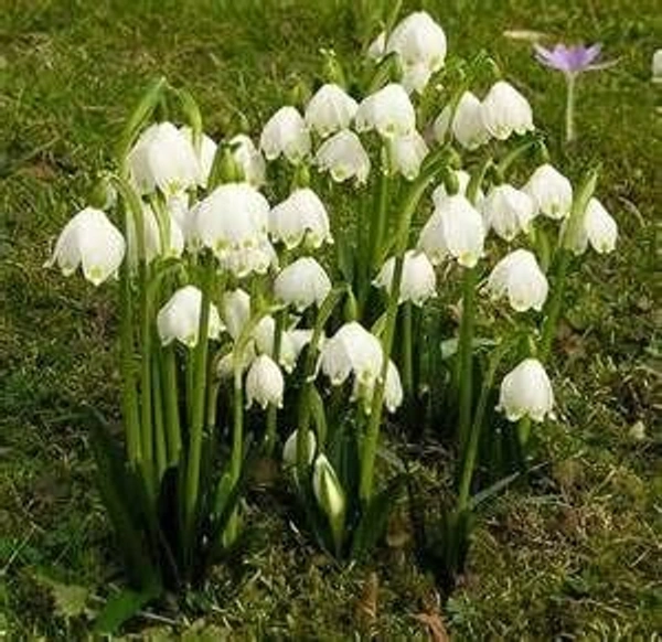 Leucojum Bulb