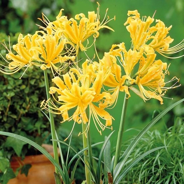 Lycoris Bulb