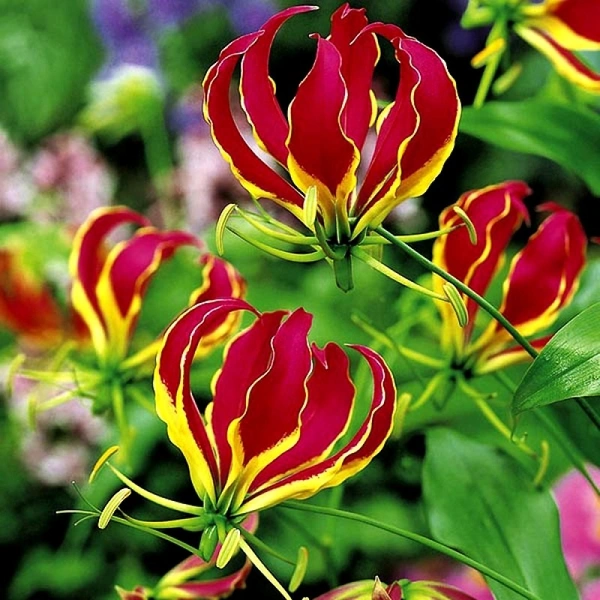 Littonia Bulb