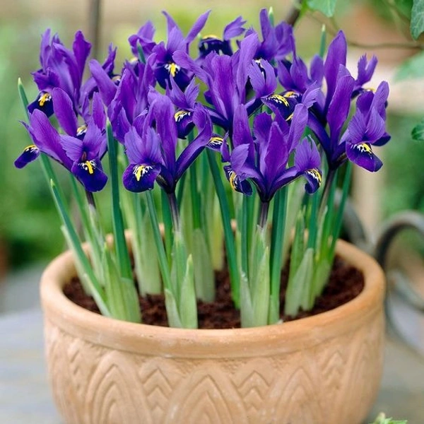 Iris Bulb