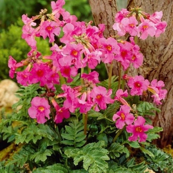 Incarvillea Bulb