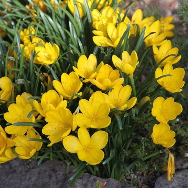Sternbergia Bulb