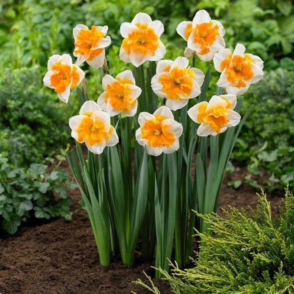 Jonquils Bulb