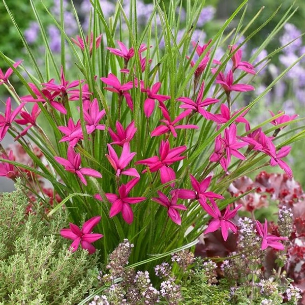 Rhodohypoxis Bulb