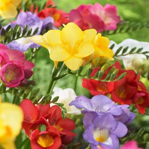 Freesia Bulb