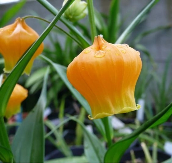 Sandersonia Bulb