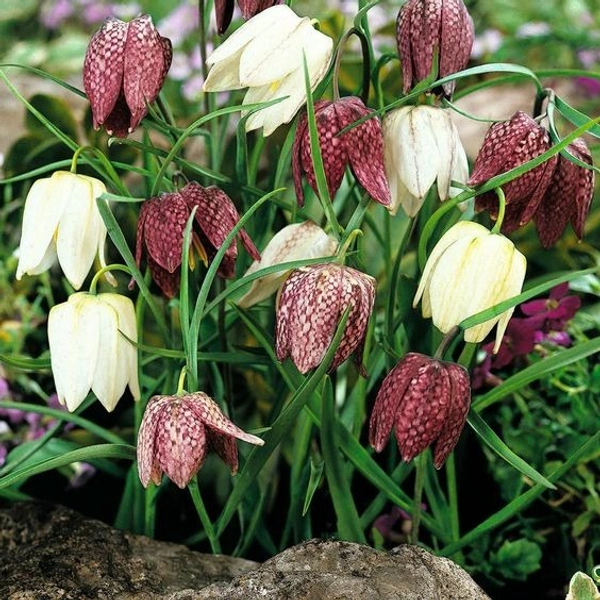 Fritillaria Bulb