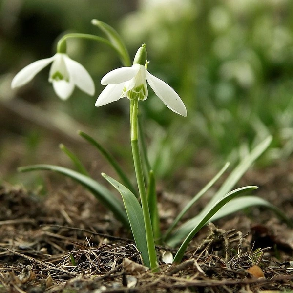 Galanthus Bulb