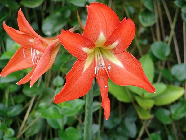 Hippeastrum Bulb