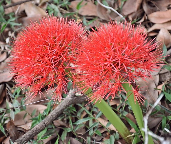 Scadoxus Bulb